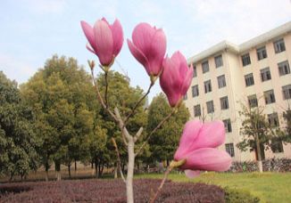 我校校园花如潮
